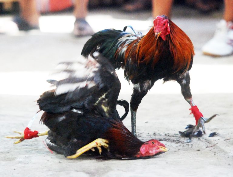 Sabung Ayam