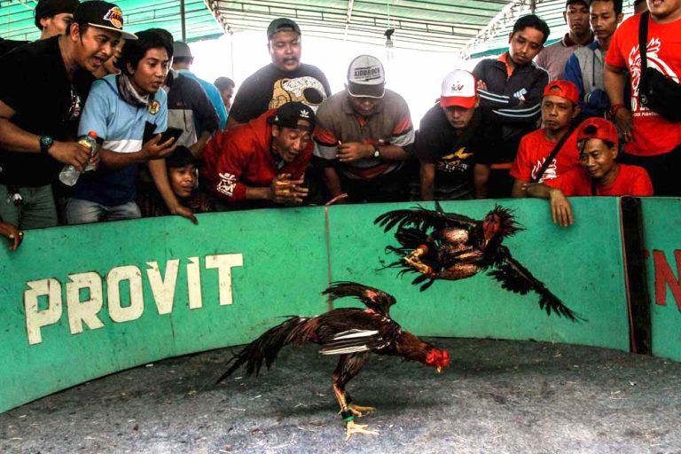 KONTES ADU AYAM JAGO