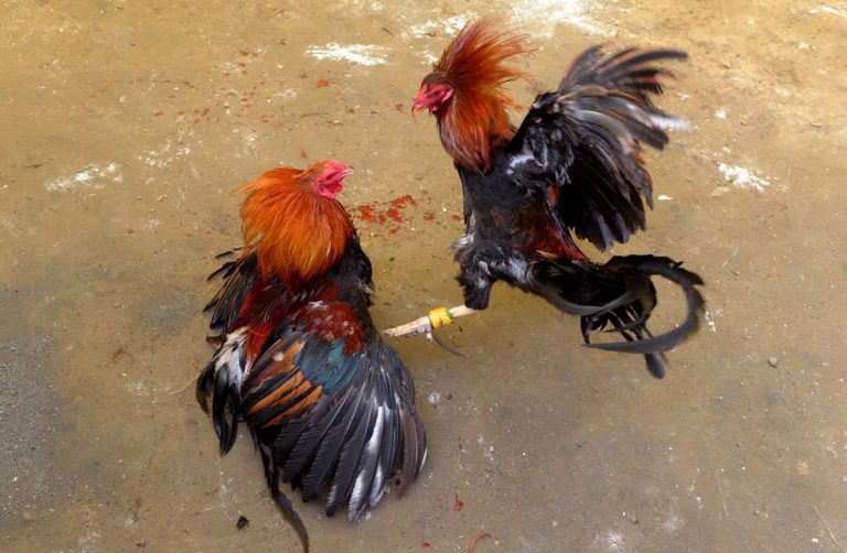 Ketahui Jenis Taruhan Sabung Ayam Online Dan Cara Main Yang Benar
