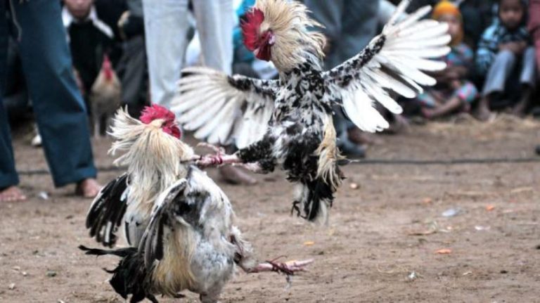 Judi Sabung Ayam Online Android 4 Tipe Taruhan Terpopuler