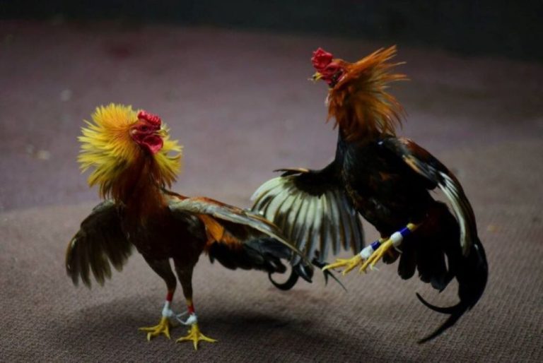Sabung Ayam