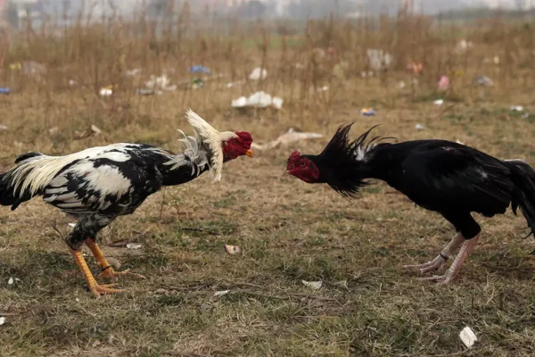 sabung ayam