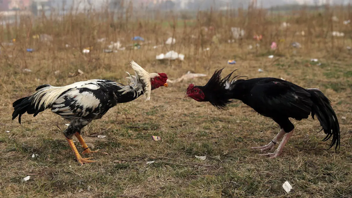 sabung ayam