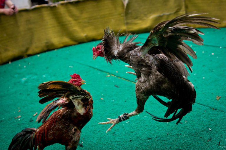 Judi Sabung Ayam