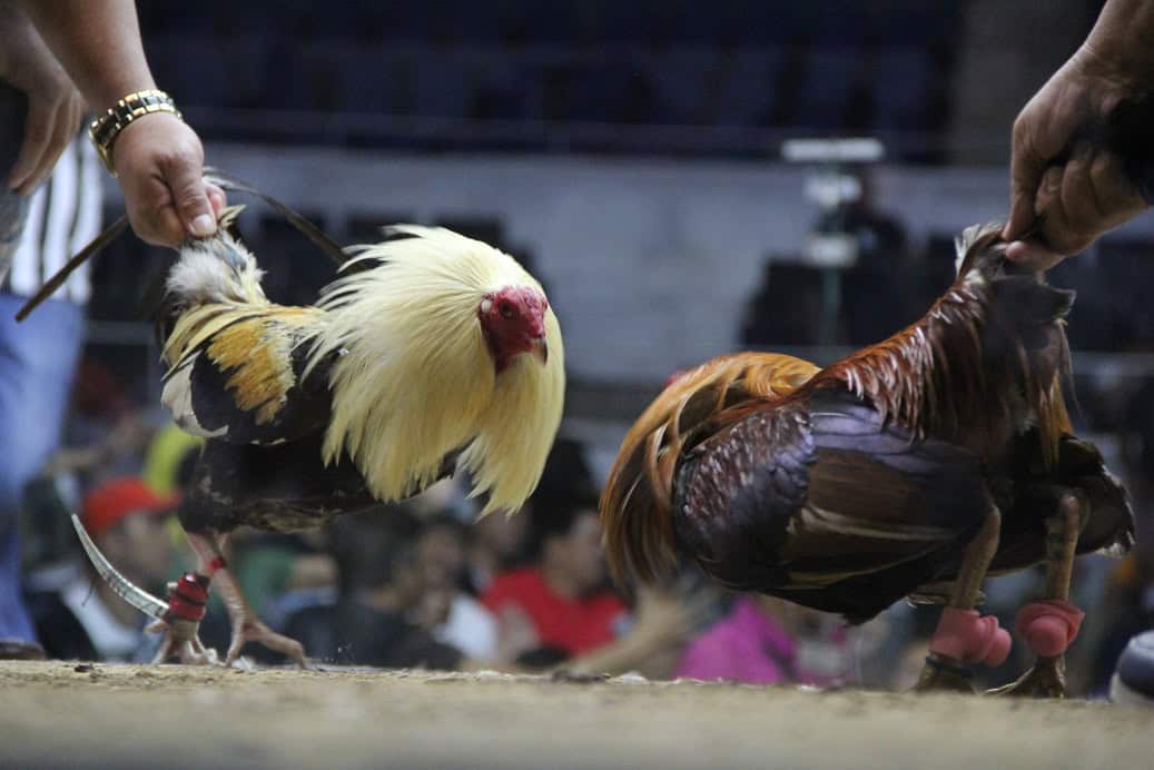 Sabung Ayam