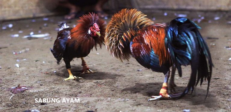 Sabung Ayam