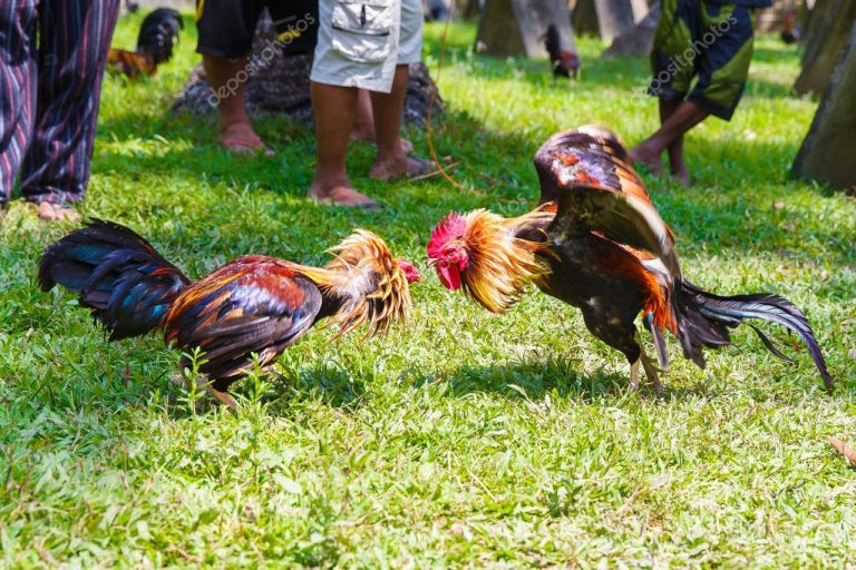 Sabung Ayam