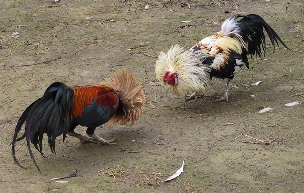 Sabung Ayam