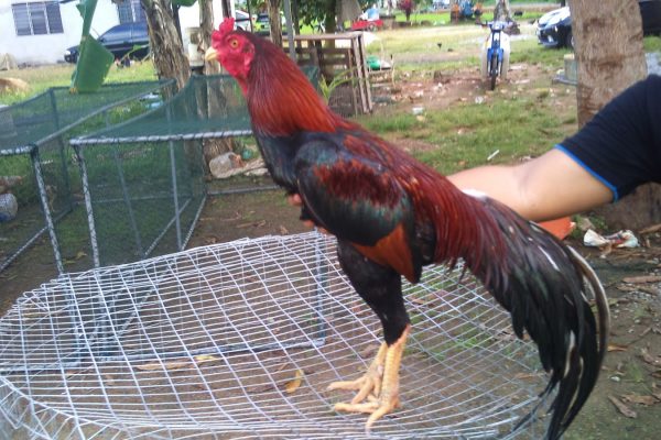 Sabung ayam