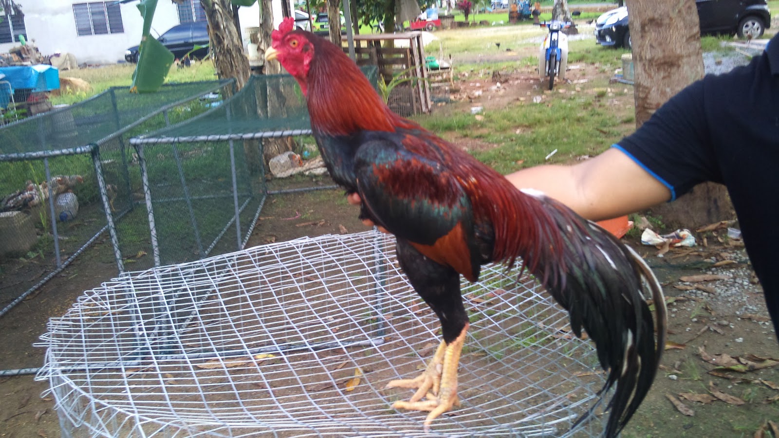 Sabung ayam