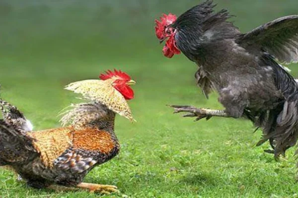 Sabung ayam Bandar terpercaya