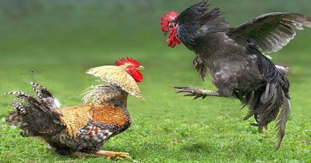 Sabung ayam Bandar terpercaya