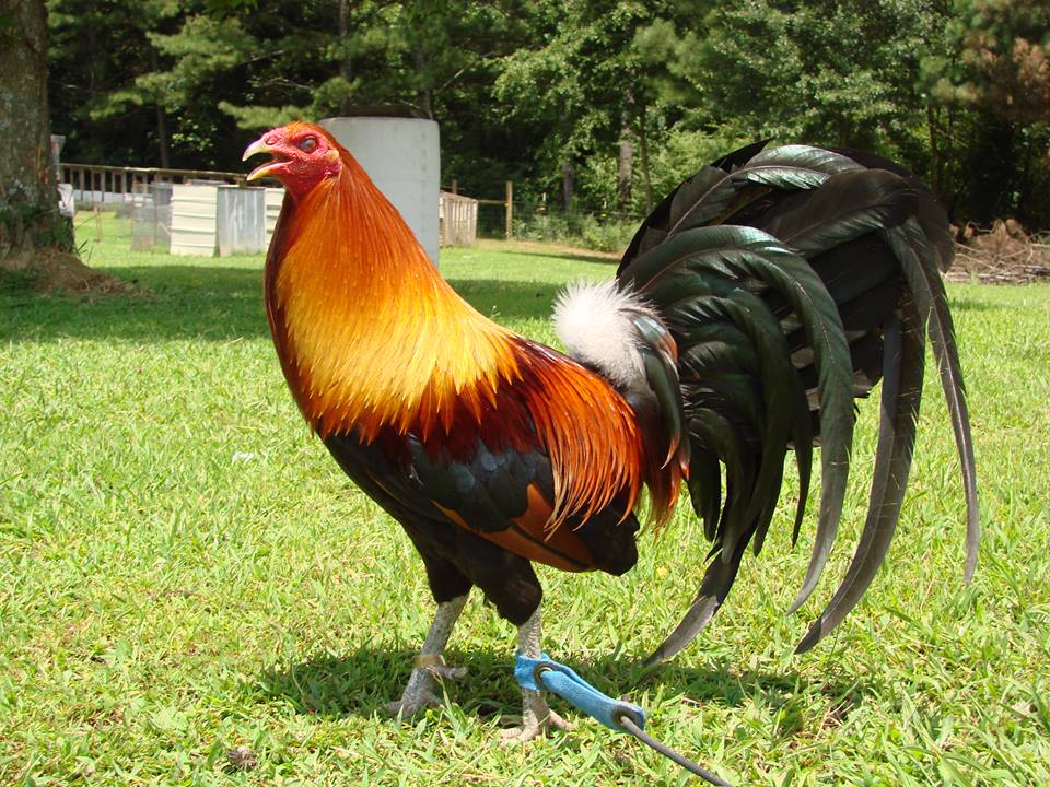 Ayo Menangkan Permainan Sabung Ayam dan Ikuti Aturannya