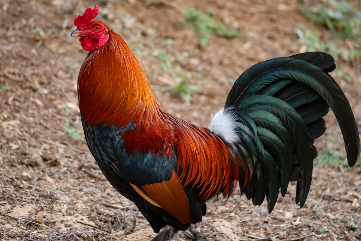 Memahami Panduan Bermain Judi Sabung Ayam, Mudah Bagi Pemula